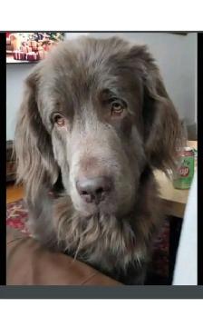 Pet Sitter/Dog Walker - Photo 3