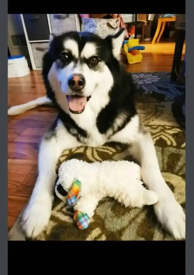 Pet Sitter/Dog Walker - Photo 4