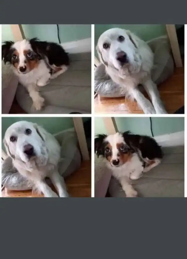 Pet Sitter/Dog Walker - Photo 5