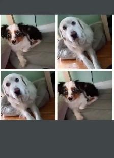 Pet Sitter/Dog Walker - Photo 5