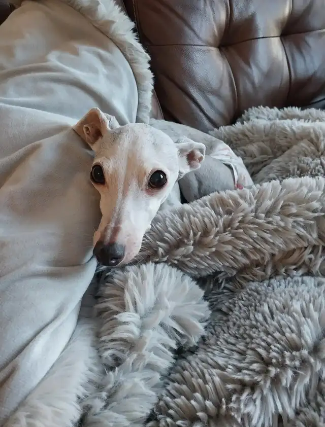 Pet Sitter/Dog Walker - Photo 7