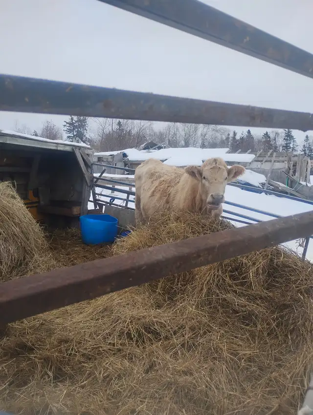 Bred heifer