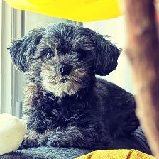 Dog walker in St James area