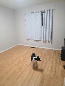 Room / 2 rooms / basement for rent