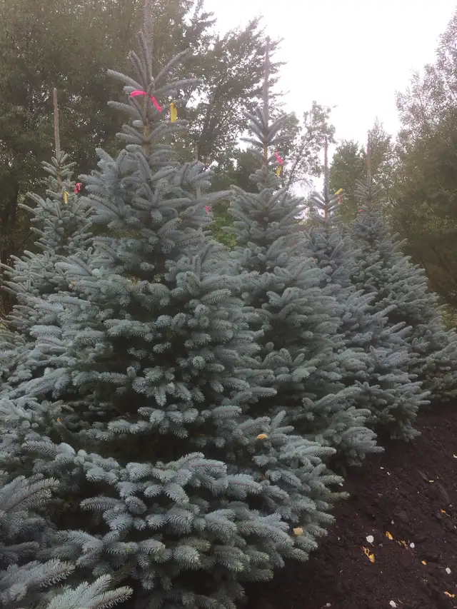 Trees for sale - Photo 2