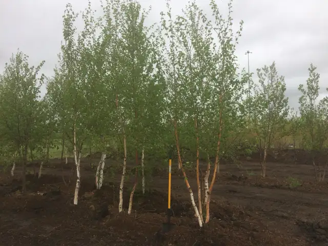 Trees for sale - Photo 3