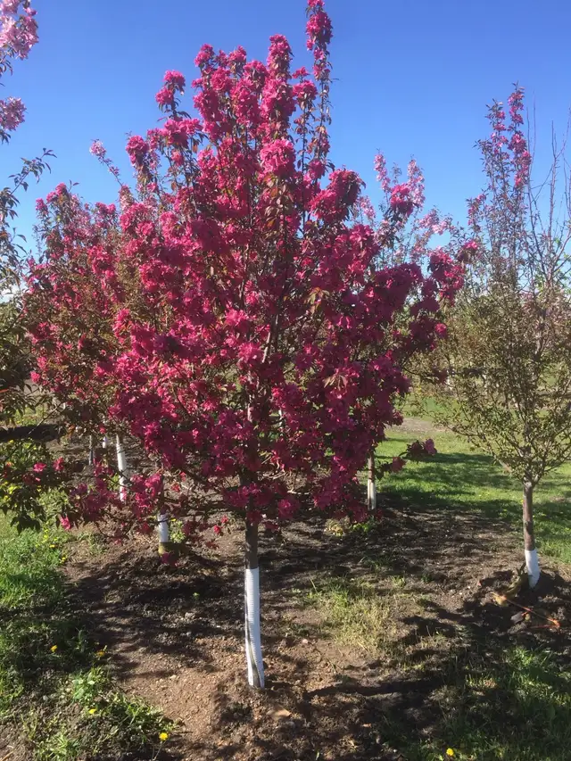 Trees for sale - Photo 4