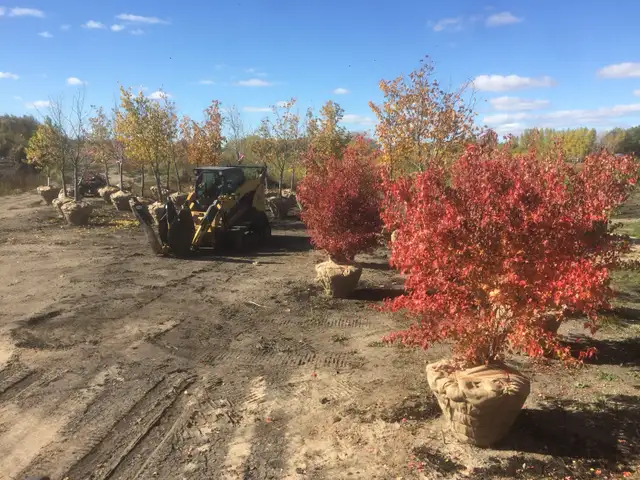 Trees for sale - Photo 5