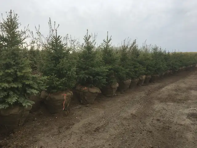 Trees for sale - Photo 6