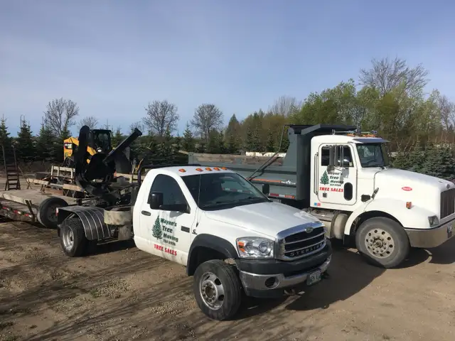 Trees for sale - Photo 7