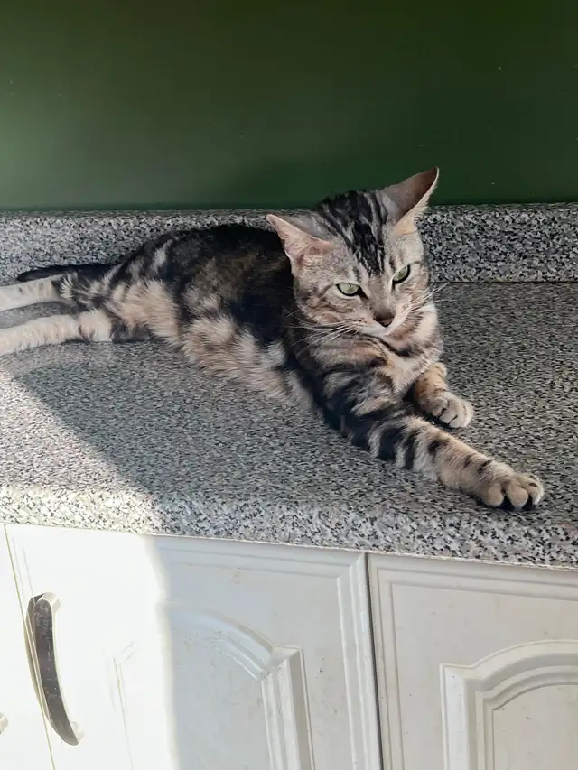 Bengal Cats - Photo 2