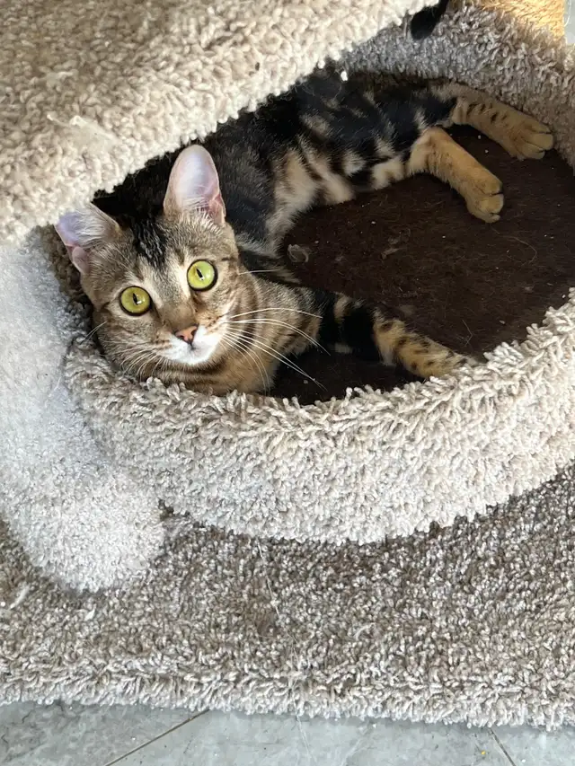 Bengal Cats - Photo 3