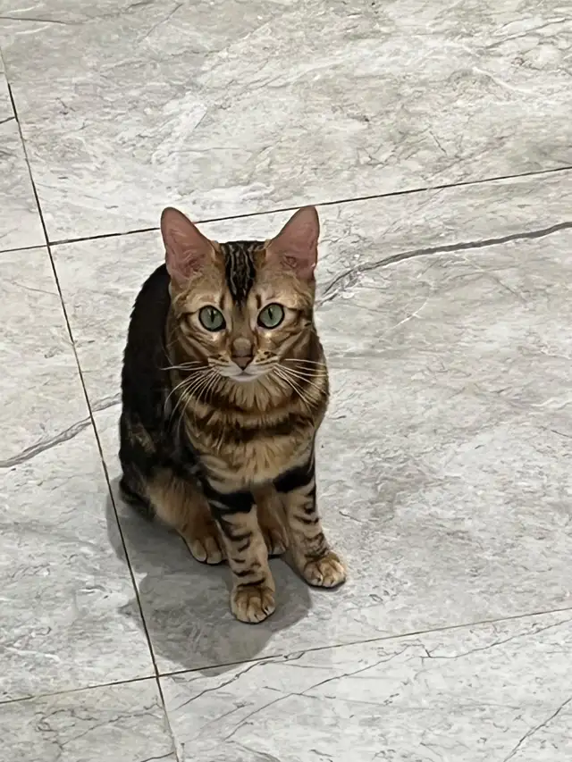 Bengal Cats - Photo 4