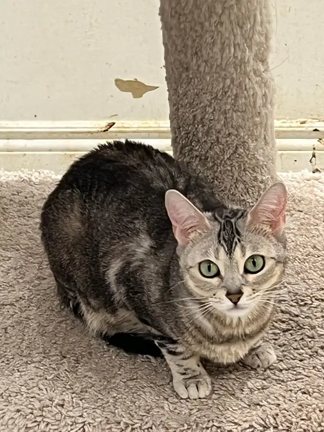 Bengal Cats - Photo 5