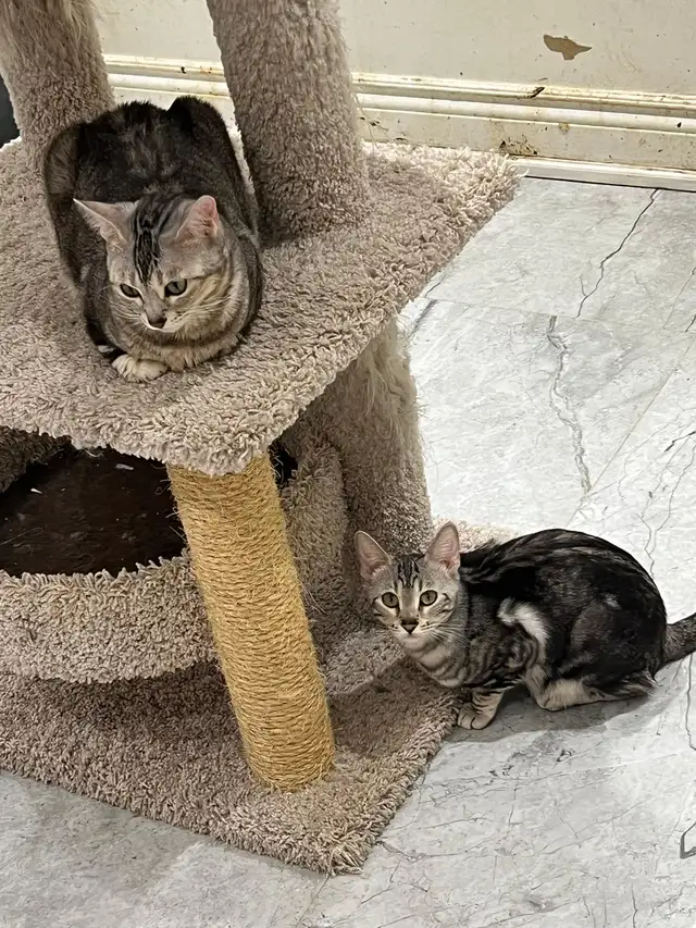 Bengal Cats - Photo 6