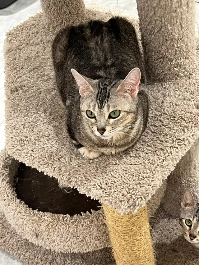 Bengal Cats - Photo 7