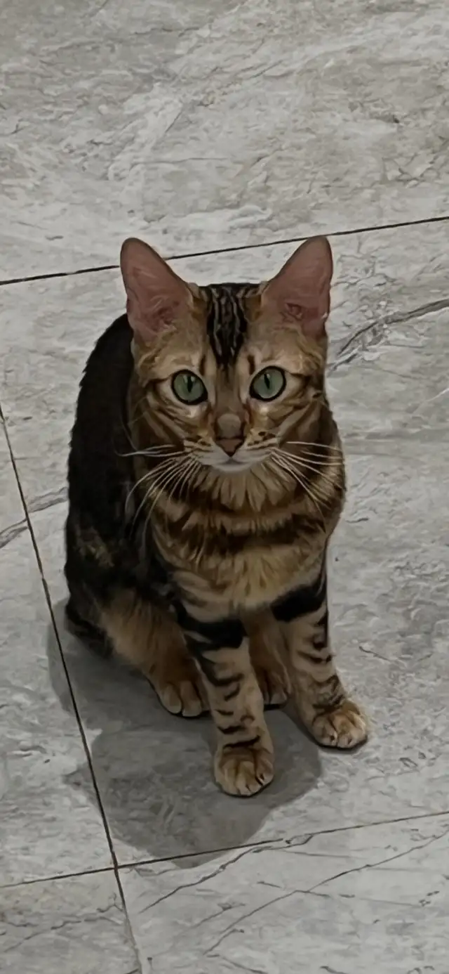 Bengal Cats - Photo 8