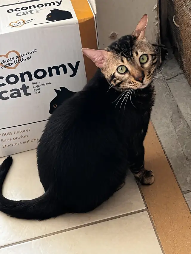 Bengal Cats - Photo 9