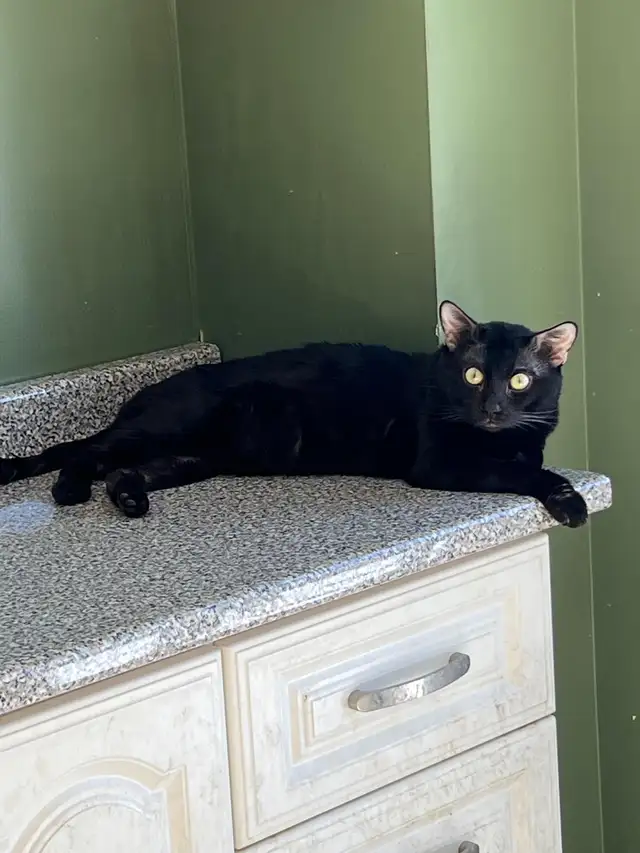 Bengal Cats - Photo 10