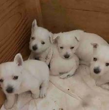 West Highland terriers, professional photos pending!  stay tuned