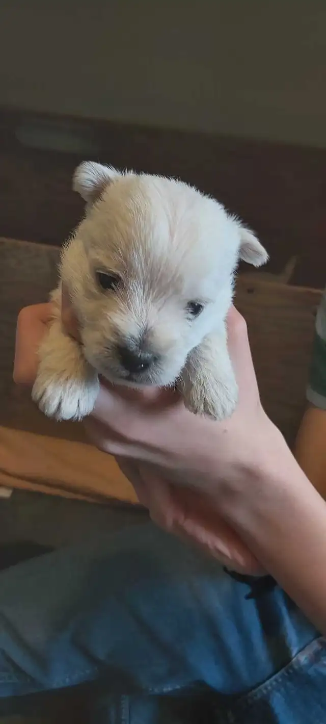 West Highland terriers, professional photos pending!  stay tuned - Photo 2