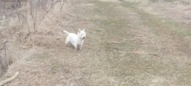 West Highland terriers, professional photos pending!  stay tuned - Photo 3