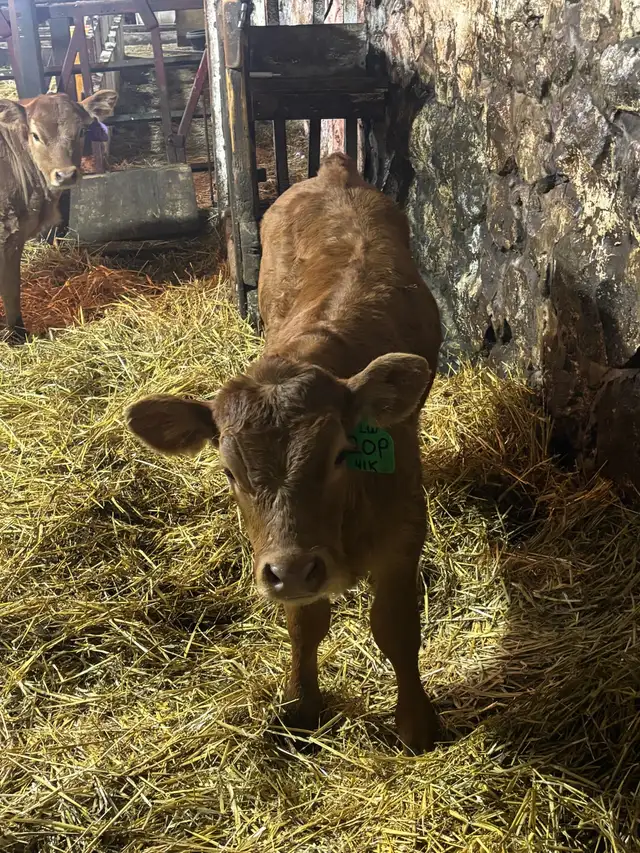 limousin Bull calf