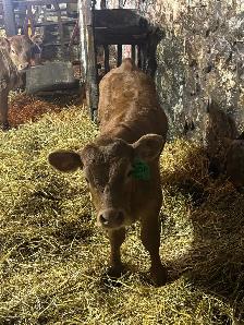 limousin Bull calf