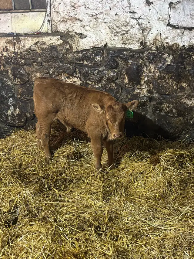 limousin Bull calf - Photo 2