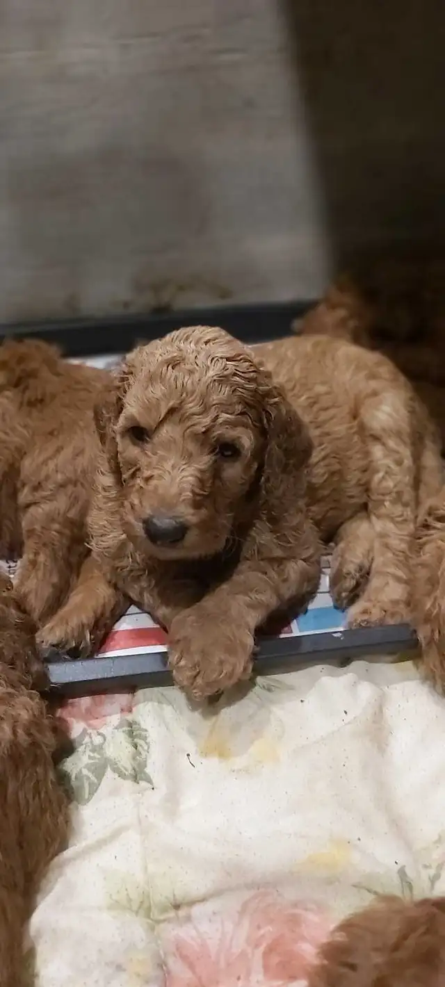 Red Standard Poodle Puppies