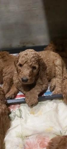 Red Standard Poodle Puppies