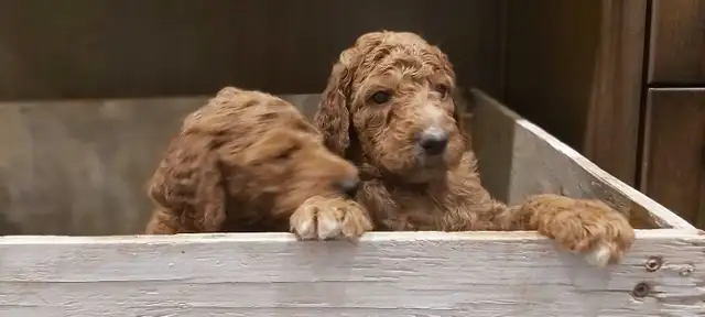 Red Standard Poodle Puppies - Photo 2