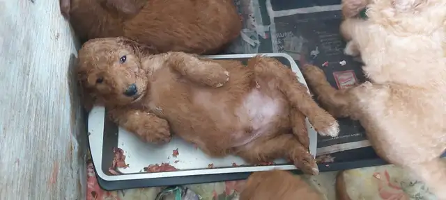 Red Standard Poodle Puppies - Photo 3