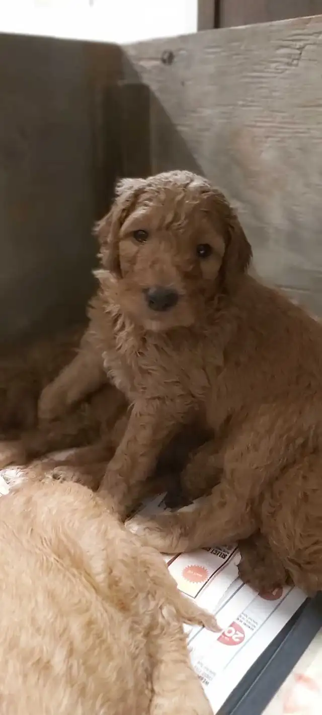 Red Standard Poodle Puppies - Photo 4