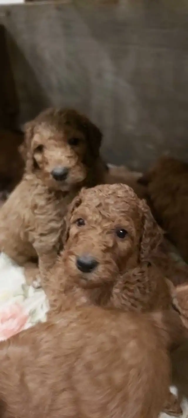 Red Standard Poodle Puppies - Photo 5
