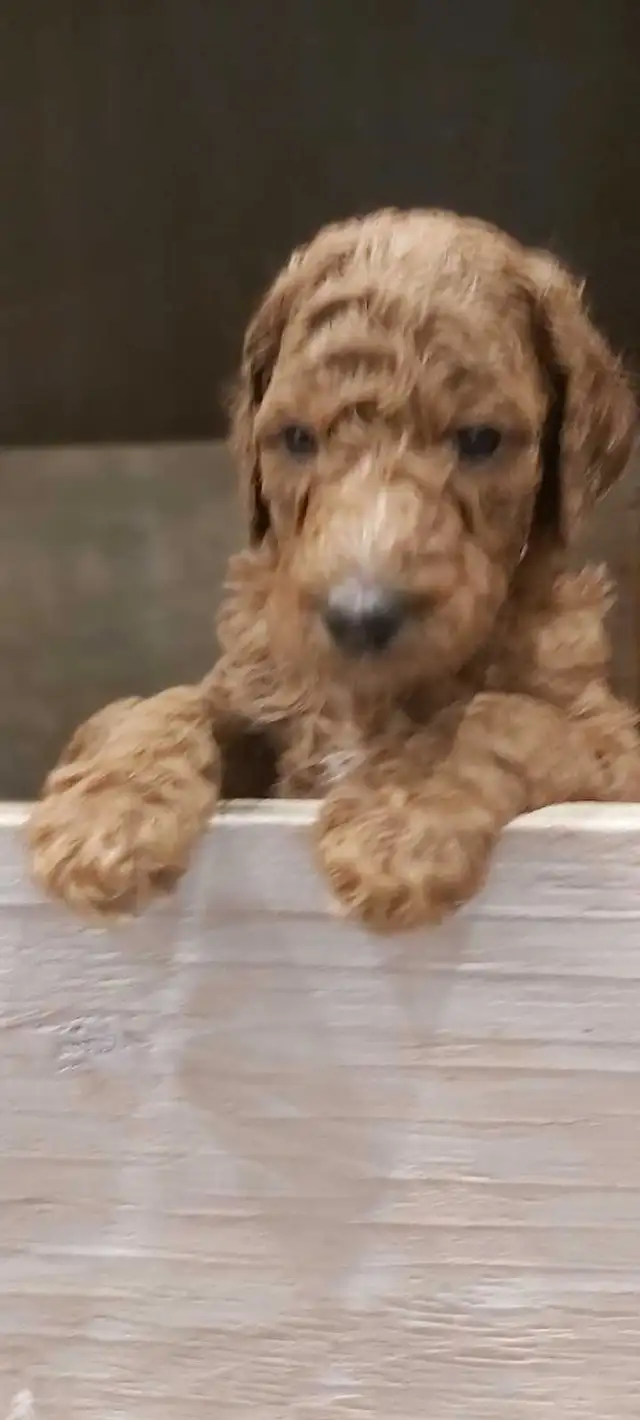 Red Standard Poodle Puppies - Photo 6