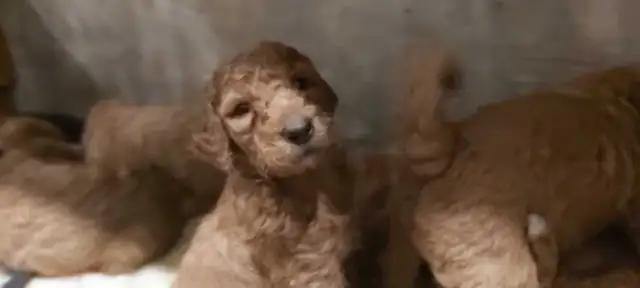 Red Standard Poodle Puppies - Photo 7