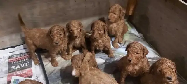 Red Standard Poodle Puppies - Photo 8