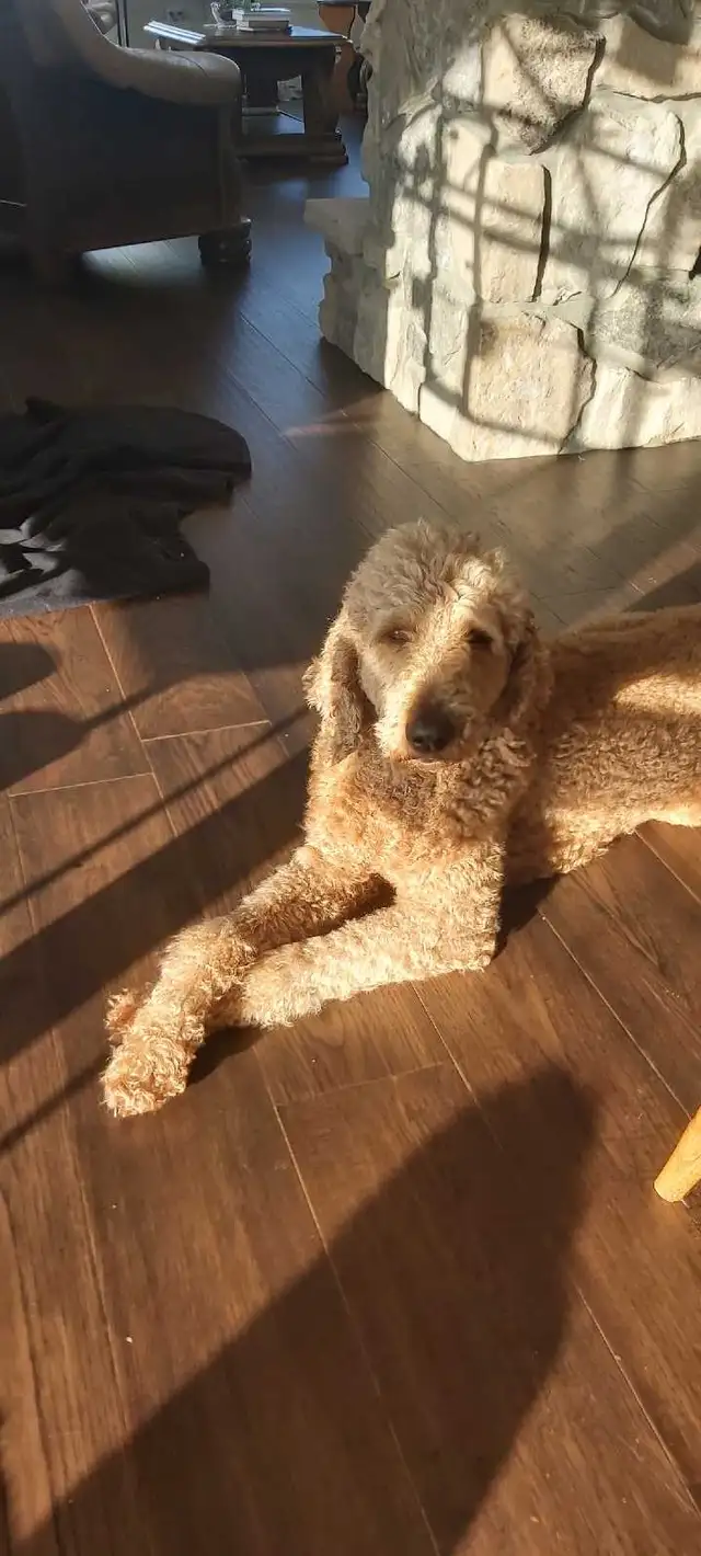 Red Standard Poodle Puppies - Photo 9