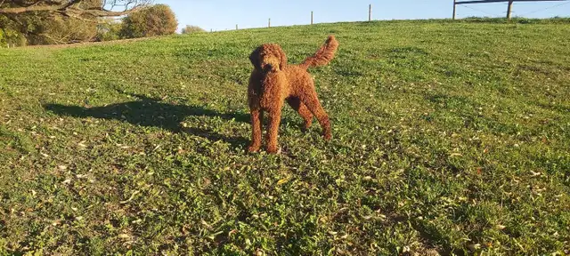 Red Standard Poodle Puppies - Photo 10
