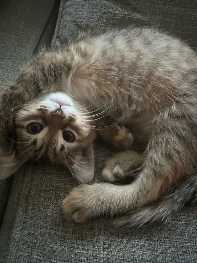 9 Weeks baby Kittens up for sale