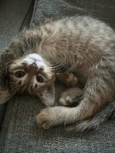 9 Weeks baby Kittens up for sale