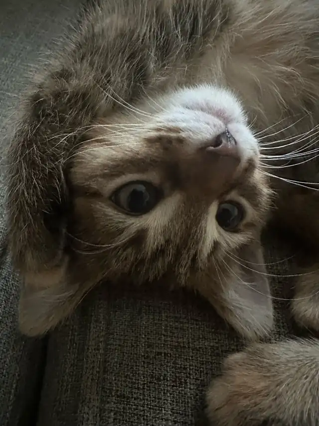 9 Weeks baby Kittens up for sale - Photo 2