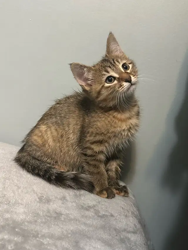 9 Weeks baby Kittens up for sale - Photo 3