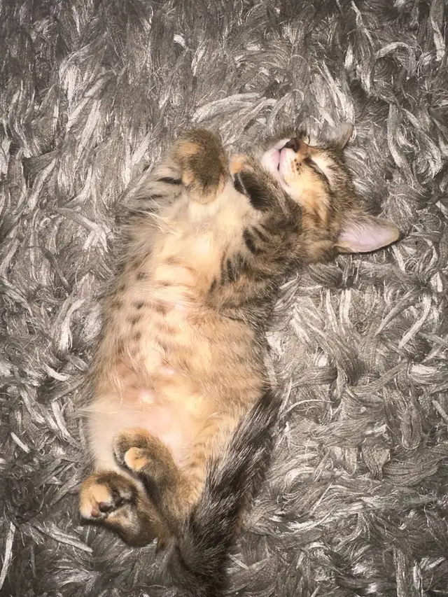 9 Weeks baby Kittens up for sale - Photo 4