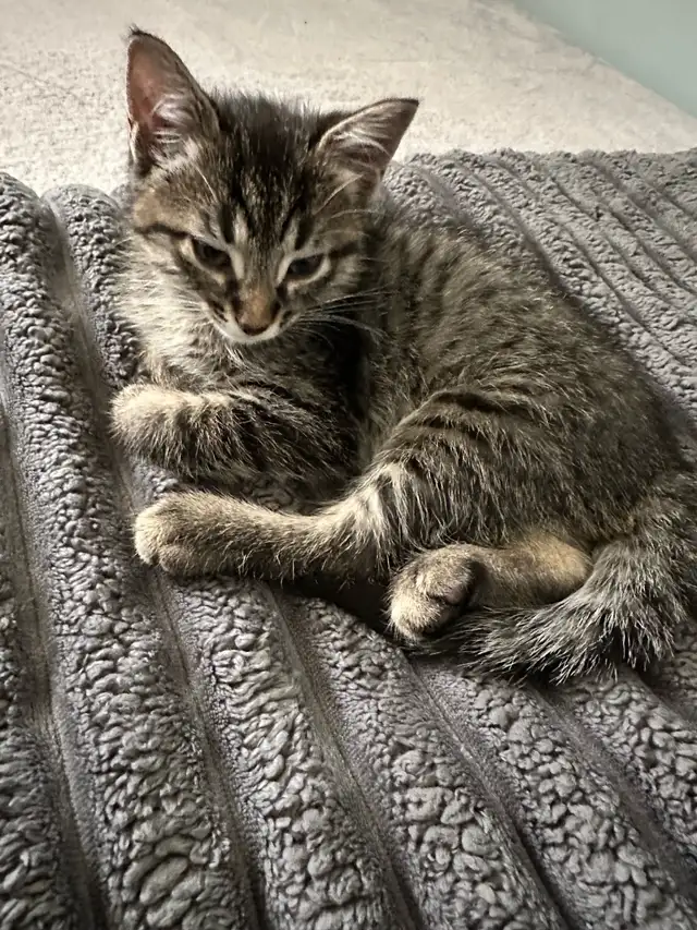 9 Weeks baby Kittens up for sale - Photo 5