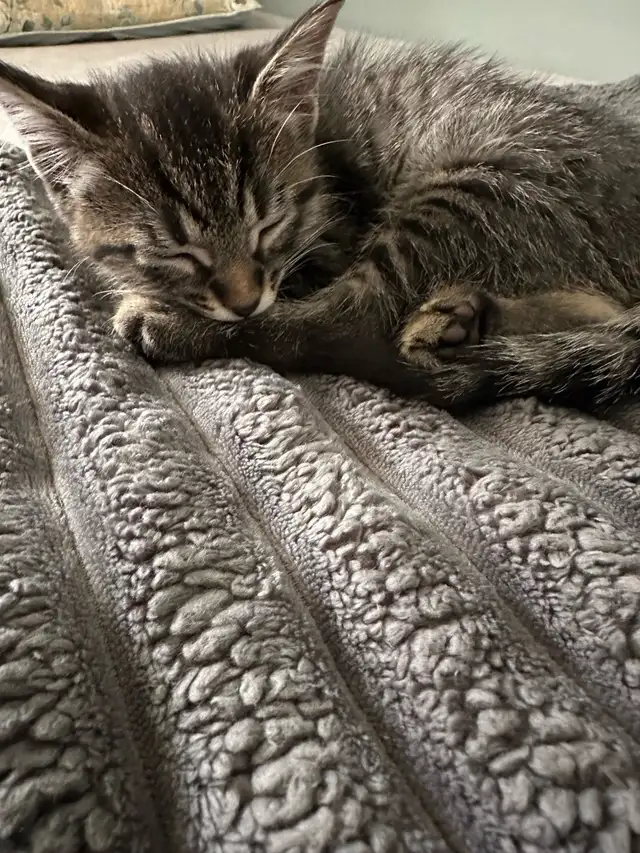 9 Weeks baby Kittens up for sale - Photo 6