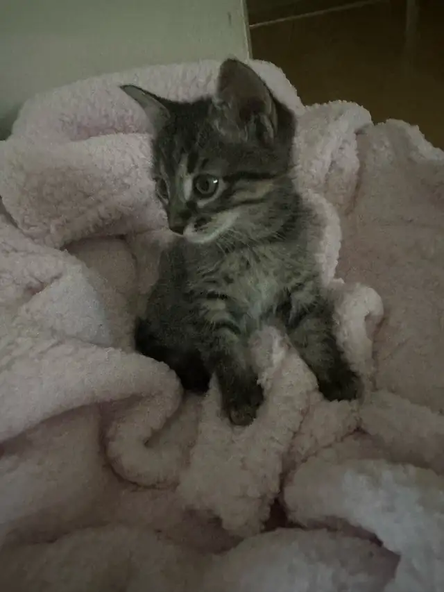 9 Weeks baby Kittens up for sale - Photo 8