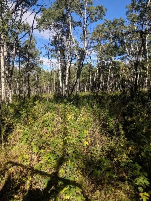 off grid living with horses