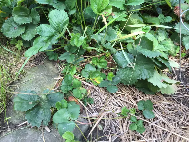 Strawberry runners - Photo 2